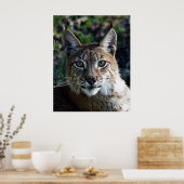 Siberian Lynx-profiel Poster (Keuken)