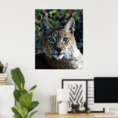 Siberian Lynx-profiel Poster (Thuiskantoor)