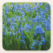 Siberian Squill Kartonnen Onderzetters (Voorkant)
