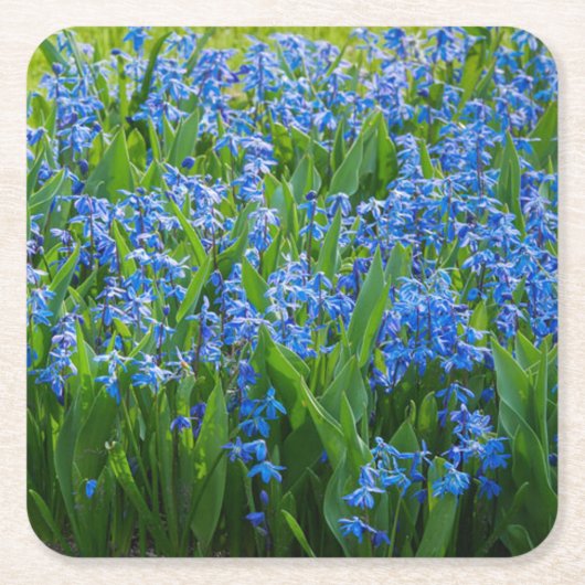 Siberian Squill Kartonnen Onderzetters (Voorkant)