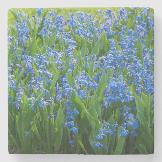 Siberian Squill Stenen Onderzetter (Voorkant)