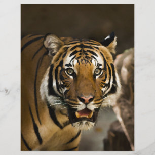 Siberian Tiger