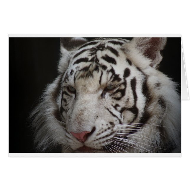 Siberian Tiger (Voorkant Horizontaal)