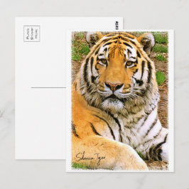 Siberian Tiger ポストカード Briefkaart