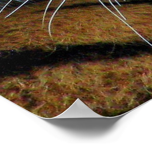 Siberian Tiger, Amur Tiger Poster (Hoek)