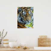 Siberian Tiger, Amur Tiger Poster (Keuken)