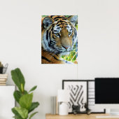 Siberian Tiger, Amur Tiger Poster (Thuiskantoor)