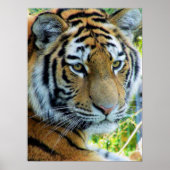 Siberian Tiger, Amur Tiger Poster (Voorkant)