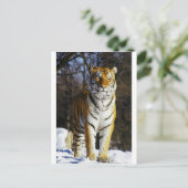 Siberian Tiger Briefkaart (Staand voorkant)
