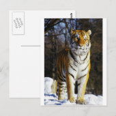 Siberian Tiger Briefkaart (Voorkant / Achterkant)