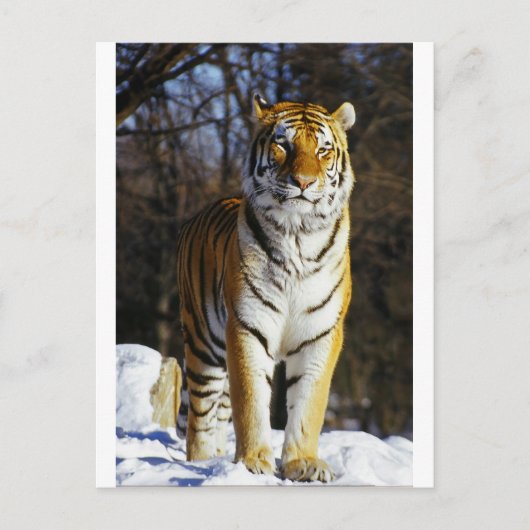 Siberian Tiger Briefkaart (Voorkant)