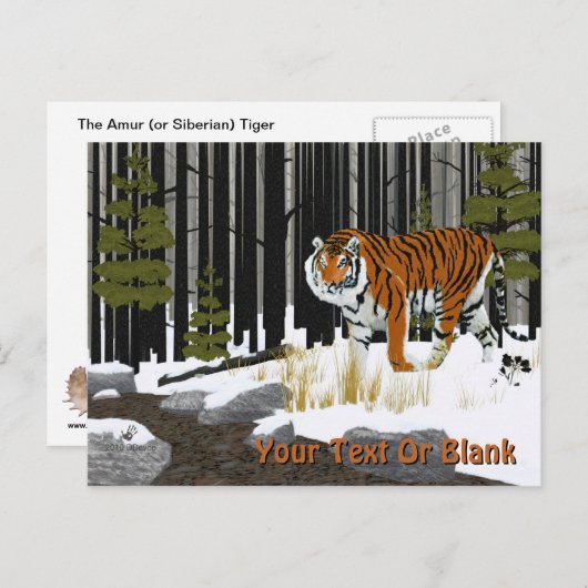 Siberian Tiger Briefkaart (Voorkant / Achterkant)