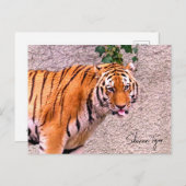 Siberian Tiger Briefkaart (Voorkant / Achterkant)