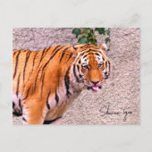 Siberian Tiger Briefkaart (Voorkant)