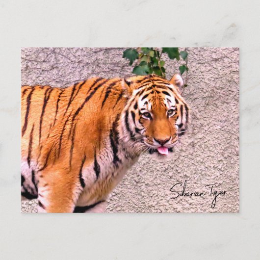 Siberian Tiger Briefkaart (Voorkant)