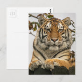 Siberian Tiger Briefkaart (Voorkant / Achterkant)