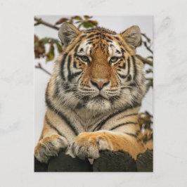 Siberian Tiger Briefkaart