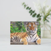 Siberian Tiger Briefkaart (Staand voorkant)