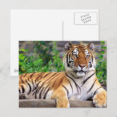 Siberian Tiger Briefkaart (Voorkant / Achterkant)