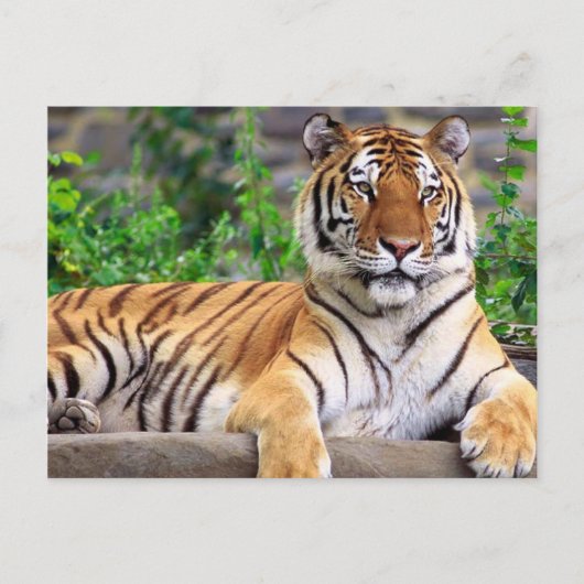 Siberian Tiger Briefkaart (Voorkant)