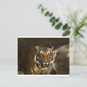 Siberian Tiger Briefkaart (Staand voorkant)