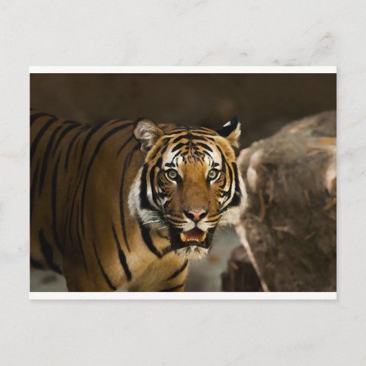 Siberian Tiger Briefkaart (Voorkant)