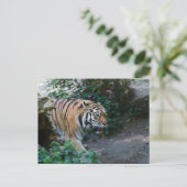 Siberian Tiger Briefkaart (Staand voorkant)