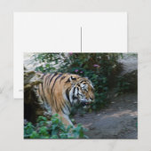 Siberian Tiger Briefkaart (Voorkant / Achterkant)