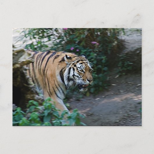 Siberian Tiger Briefkaart (Voorkant)
