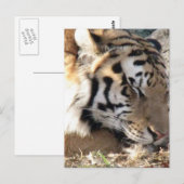 Siberian Tiger Briefkaart (Voorkant / Achterkant)