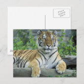 Siberian Tiger Briefkaart (Voorkant / Achterkant)