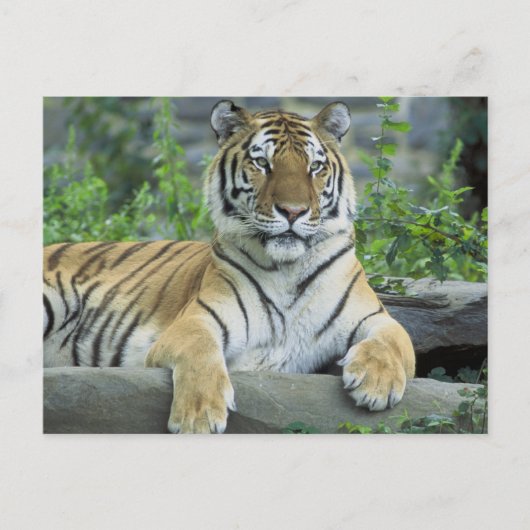 Siberian Tiger Briefkaart (Voorkant)