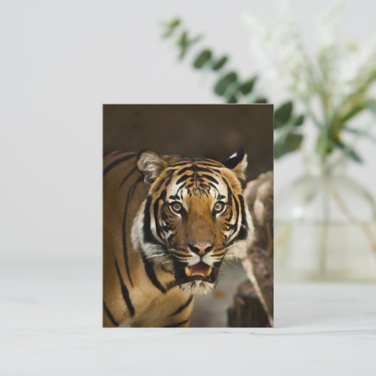 Siberian Tiger Briefkaart (Staand voorkant)