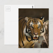 Siberian Tiger Briefkaart (Voorkant / Achterkant)