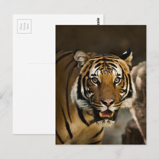 Siberian Tiger Briefkaart (Voorkant / Achterkant)