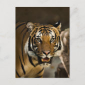 Siberian Tiger Briefkaart (Voorkant)