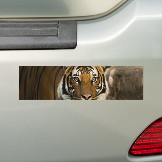 Siberian Tiger Bumpersticker (Op auto)