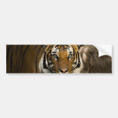 Siberian Tiger Bumpersticker (Voorkant)