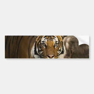 Siberian Tiger Bumpersticker