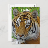 Siberian Tiger Closeup Foto van Face Briefkaart (Voorkant / Achterkant)