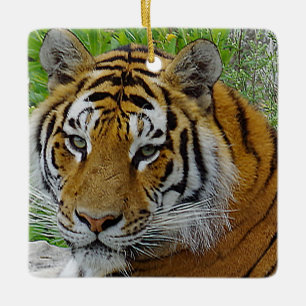 Siberian Tiger Closeup Foto van Face Keramisch Ornament