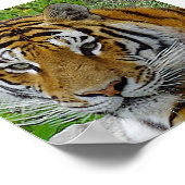 Siberian Tiger Closeup Foto van Face Poster (Hoek)