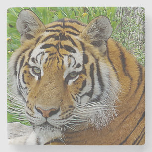 Siberian Tiger Closeup Foto van Face Stenen Onderzetter