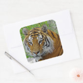 Siberian Tiger Closeup Foto van Face Vierkante Sticker (Envelop)