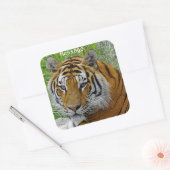 Siberian Tiger Closeup Foto van Face Vierkante Sticker (Envelop)
