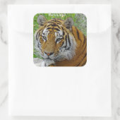 Siberian Tiger Closeup Foto van Face Vierkante Sticker (Tas)