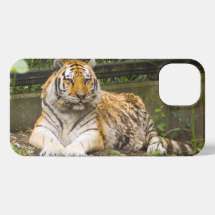 Siberian Tiger iPhone 13 Hoesje