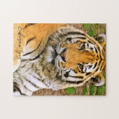Siberian Tiger Legpuzzel (Horizontaal)