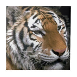 Siberian Tiger Lovers Art Tegeltje