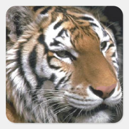 Siberian Tiger Lovers Art Vierkante Sticker